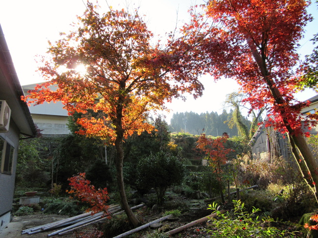 庭の紅葉_f0067514_1782124.jpg