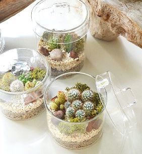 12月の植物ワークショップご案内_d0263815_20300439.jpg