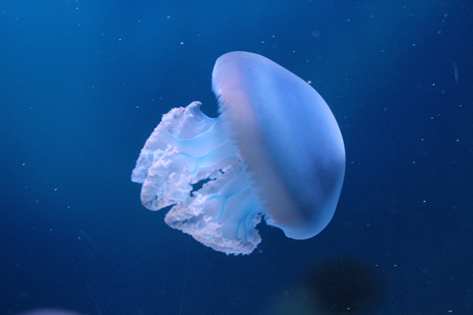 しながわ水族館：不老不死のクラゲと人間の角質を食べる魚_b0355317_11460955.jpg