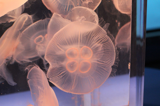 しながわ水族館 不老不死のクラゲと人間の角質を食べる魚 続々 動物園ありマス しながわ水族館 不老不死のクラゲと人間の角質を食べる魚 続々 動物園ありマス