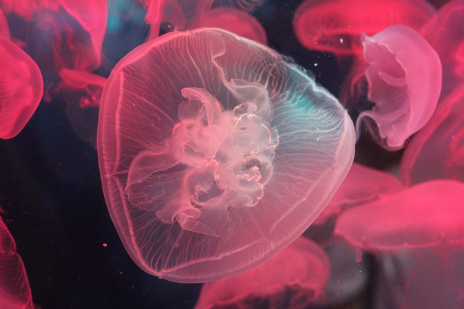 しながわ水族館：不老不死のクラゲと人間の角質を食べる魚_b0355317_11492318.jpg