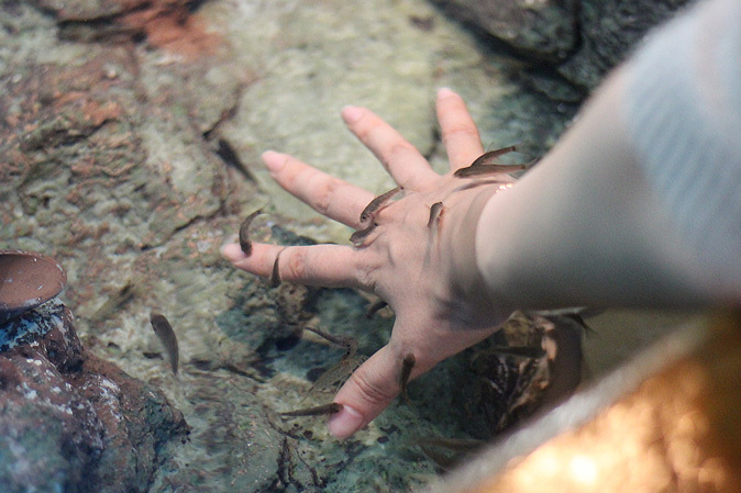 しながわ水族館：不老不死のクラゲと人間の角質を食べる魚_b0355317_11592957.jpg