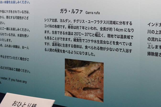 しながわ水族館 不老不死のクラゲと人間の角質を食べる魚 続々 動物園ありマス しながわ水族館 不老不死のクラゲと人間の角質を食べる魚 続々 動物園ありマス