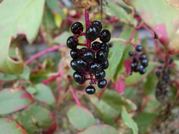 c0204725_10401825.jpg