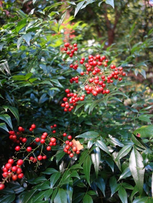 c0204725_9553737.jpg