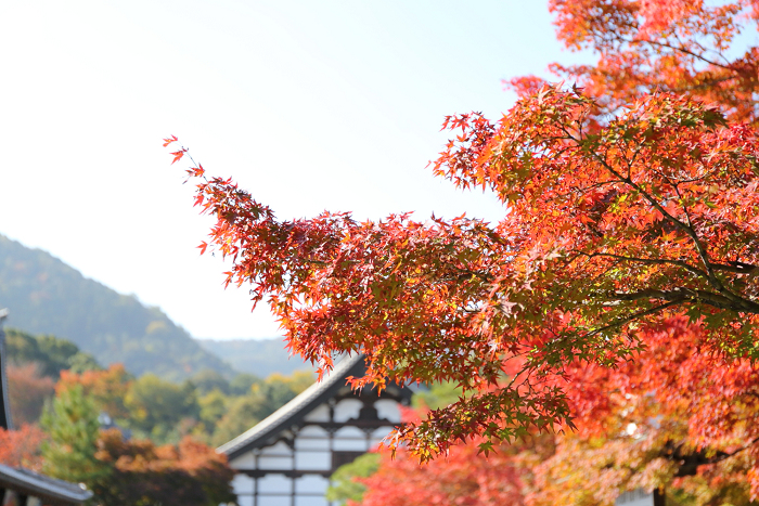 紅葉の京都2016 －お坊様とめぐる秋の天龍寺（天龍寺）－_b0169330_816067.jpg