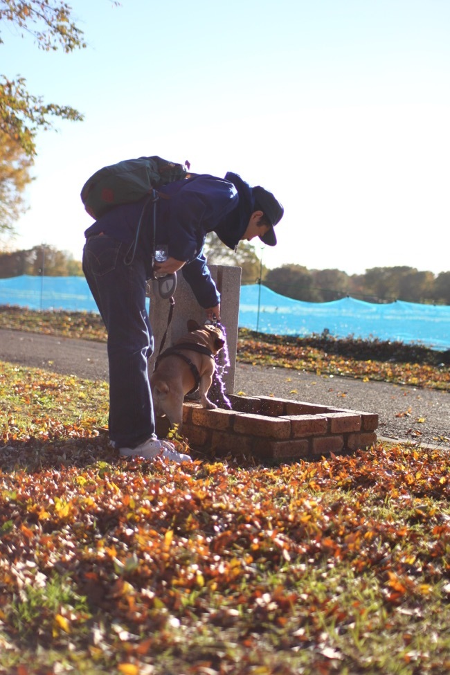 秋の昭和記念公園　７。_d0195731_17240179.jpg