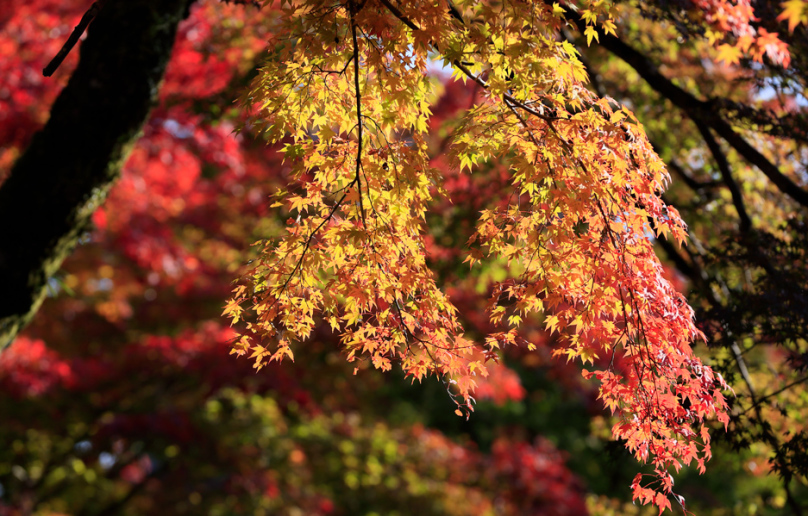 (7)「自然と紅葉」のトップページ　自然と紅葉」「自然の美と美」「紅葉求めて」「紅葉を求めて」_f0033831_18270654.jpg