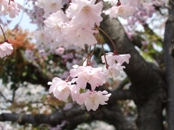 引っ越しのあと、桜散る雨降る_e0359436_14482501.jpg