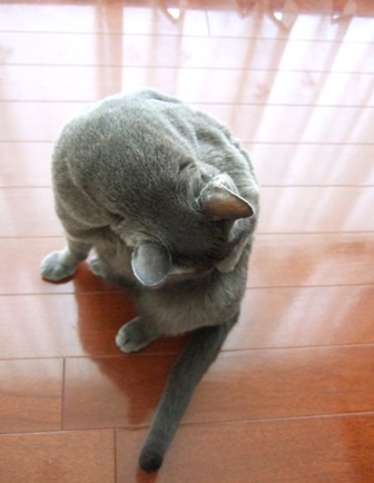 猫の頭突き いちじく日記 てんかんをご存知