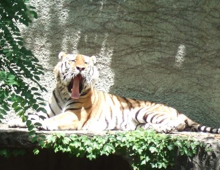 天王寺動物園ネコ科らぶ_e0359436_22542460.jpg