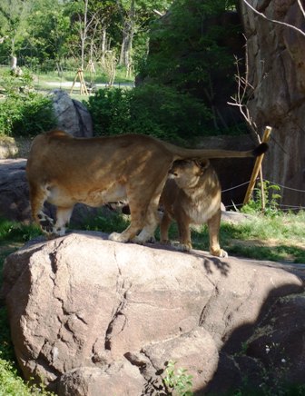 天王寺動物園ネコ科らぶ_e0359436_22543134.jpg