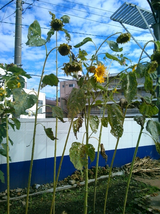 d0250051_10345502.jpg