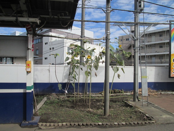 谷端川暗渠。北池袋～下板橋間、変電所内の蓋暗渠（擬き？）と井戸守猫ちゃ_d0250051_10362775.jpg