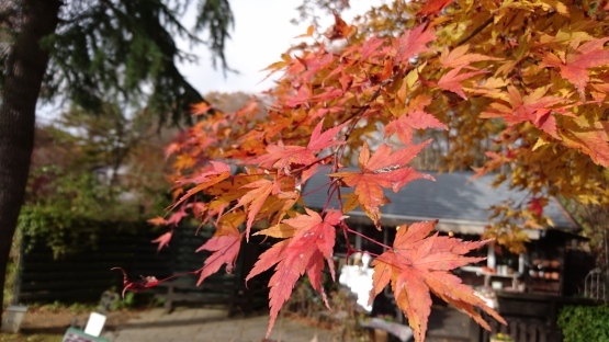 山梨県へ「紅葉」萌木の村_d0347253_23225565.jpg