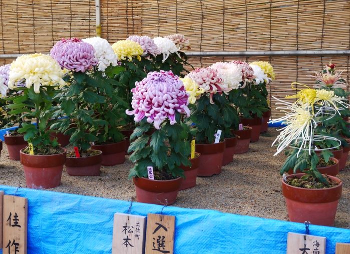 　　菊花展_b0093754_20115551.jpg