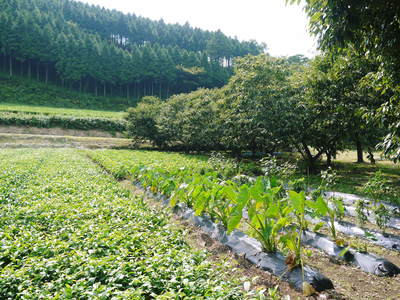 平成28年度の水源キウイ!予約受付スタート!完全無農薬・無化学肥料の国産キウイ!収穫始めました!_a0254656_19142089.jpg