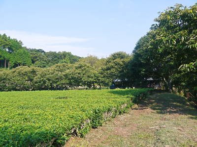 平成28年度の水源キウイ!予約受付スタート!完全無農薬・無化学肥料の国産キウイ!収穫始めました!_a0254656_19174822.jpg