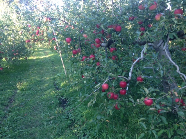 りんごの季節。「ドーナツパフェ　タルトタタン」＆リンゴのドーナツ_a0221457_17383341.jpg