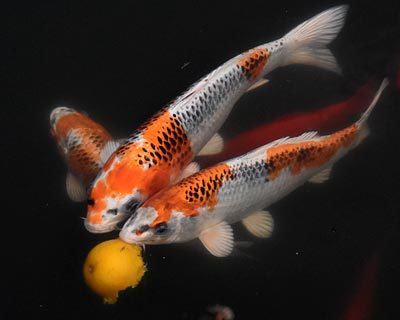 e0035757_22473793.jpg