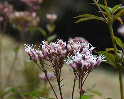e0035757_22485303.jpg