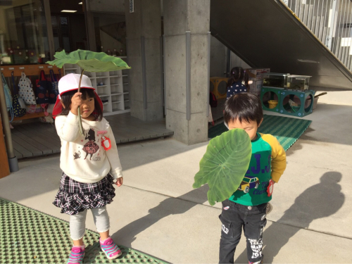 屋上菜園の野菜達⑥_f0324461_14013165.jpg