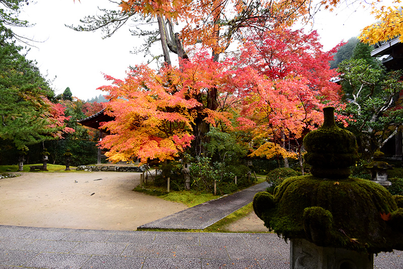 槇尾山西明寺 紅葉_c0317868_15231218.jpg