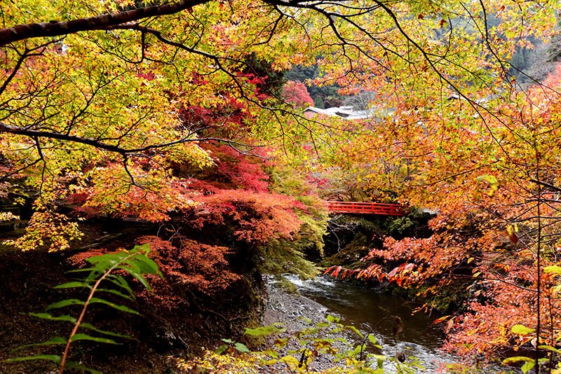 槇尾山西明寺 紅葉_c0317868_15385917.jpg