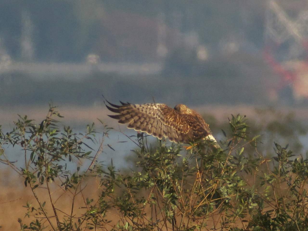 大陸型チュウヒ_f0024068_23285322.jpg