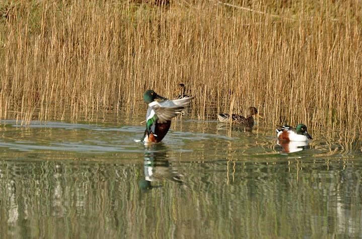 At Shoreline marsh - San Rafael_b0369375_541889.jpg