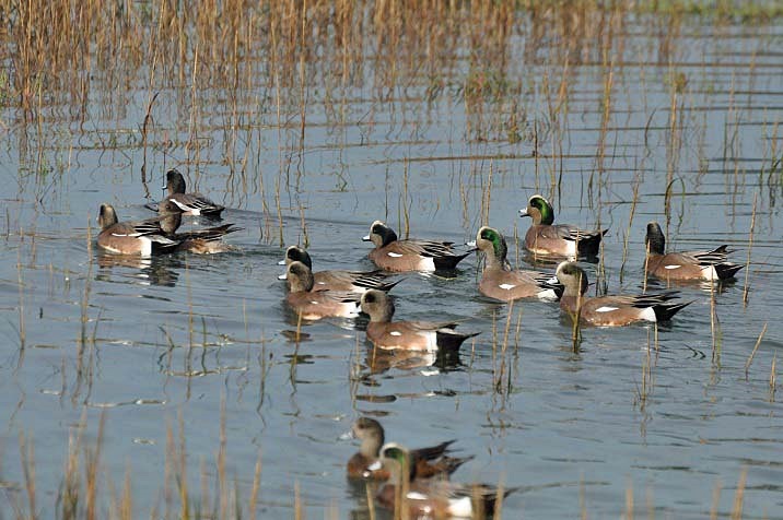 At Shoreline marsh - San Rafael_b0369375_542536.jpg