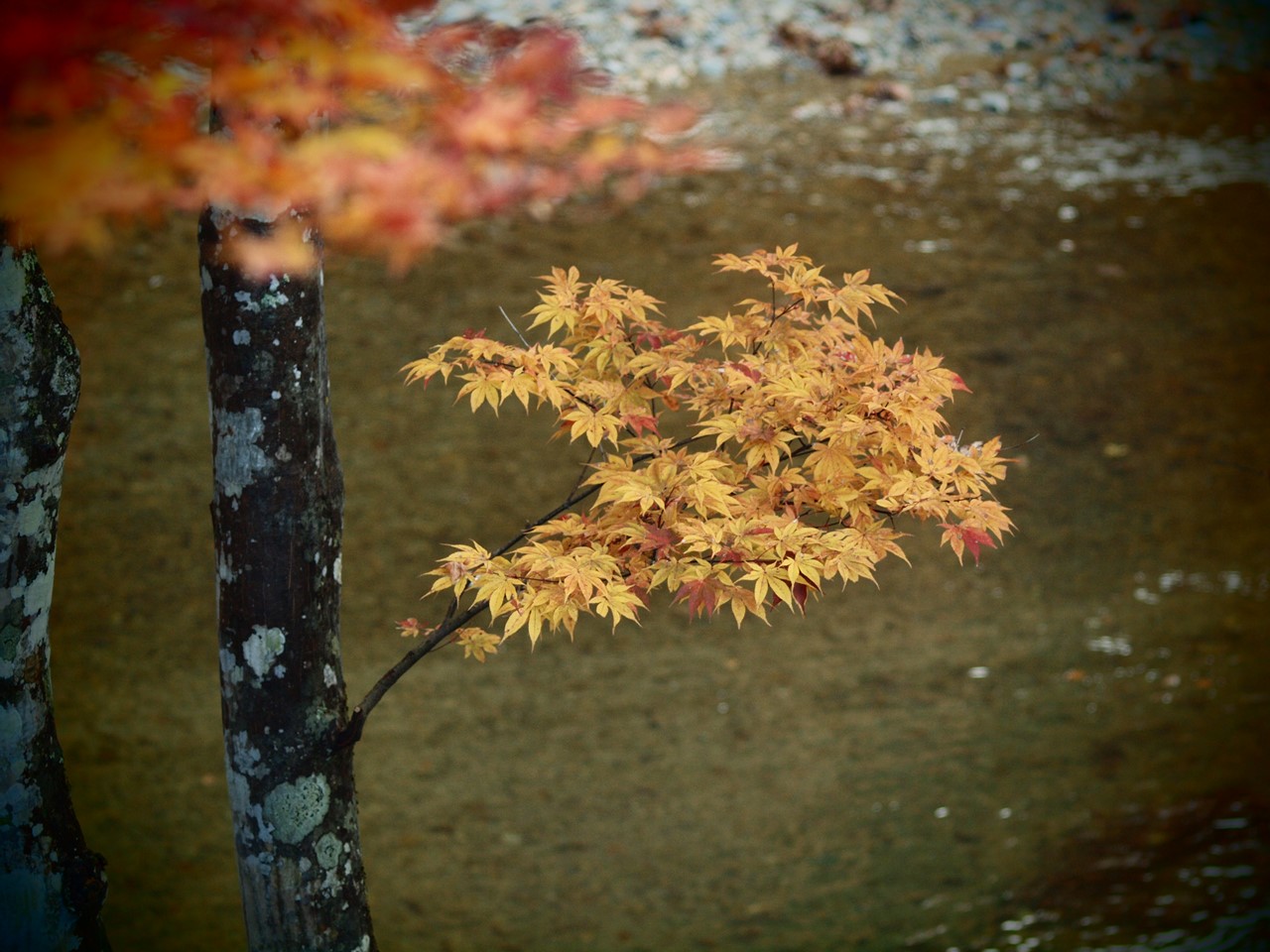 『紅葉のせせらぎ街道(郡上市明宝・磨墨の里周辺)』_d0054276_19314322.jpg