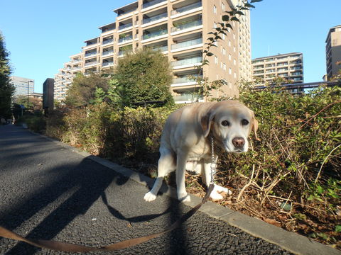 十番稲荷神社を初参詣_f0052277_2375547.jpg