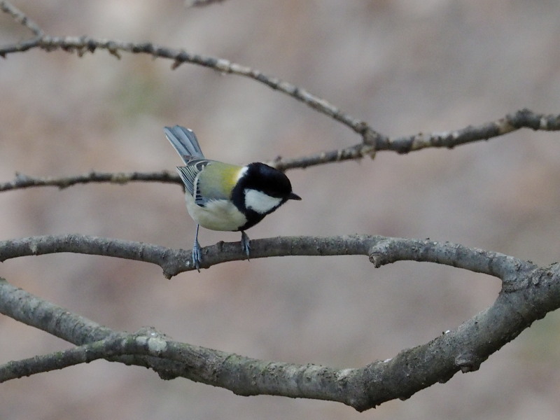 小鳥の森でシジュウカラも_f0372177_2127343.jpg