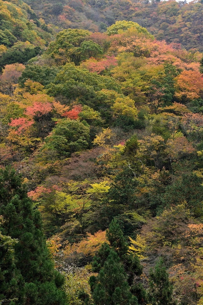 今日の一枚・・・『錦秋②』_d0241981_11032638.jpg