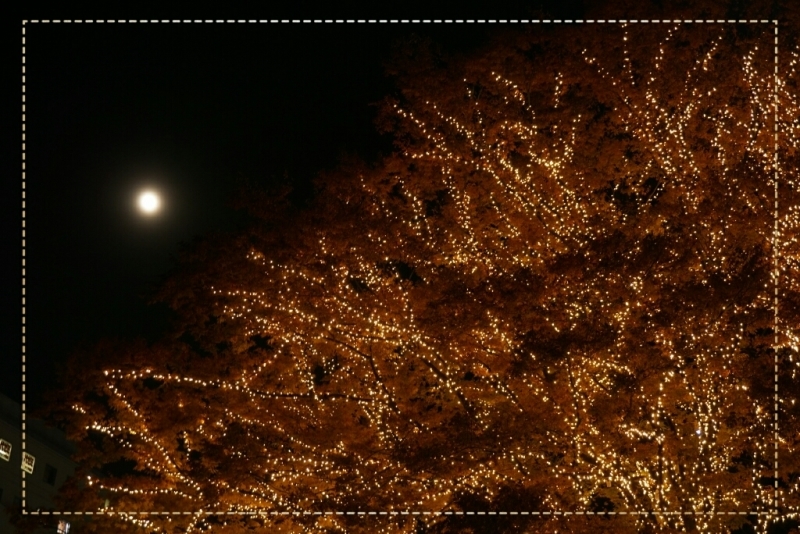 d0341483_20522531.jpg