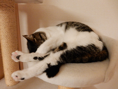 鈴カステラ 猫じまん 鈴カステラ 猫じまん