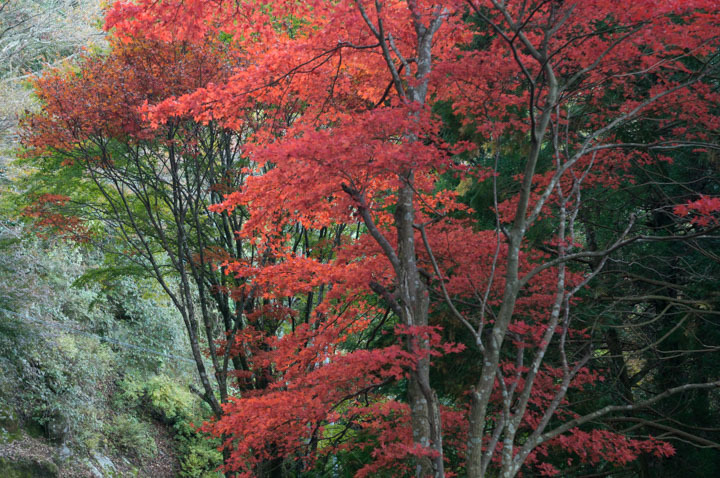 英彦山~岳滅鬼山 2016/11/12_b0229688_16255266.jpg