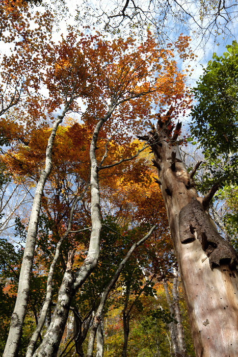 両神山　前編　白井差コースを行く_b0339488_23134855.jpg