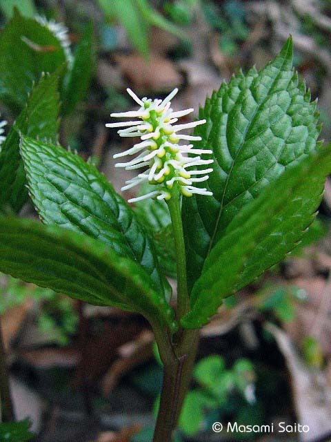 ヒトリシズカ 一人静 草花と自然blog