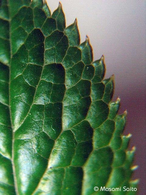ヒトリシズカ 一人静 草花と自然blog
