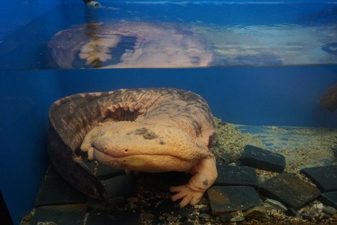 京都水族館（11/12）_b0176192_1657547.jpg