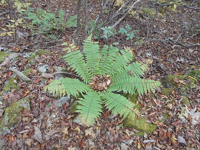 f0308898_19292044.jpg