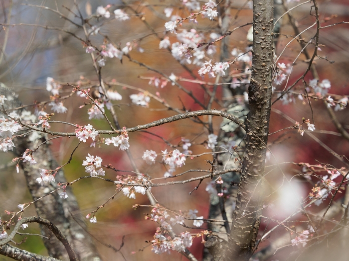 冬桜の城峯公園_f0224100_1163231.jpg