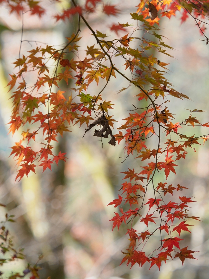 冬桜の城峯公園_f0224100_1165627.jpg