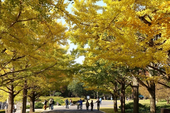 「黄葉 紅葉まつり」の黄色い絨毯（立川市、昭和記念公園）_b0291402_08304512.jpg