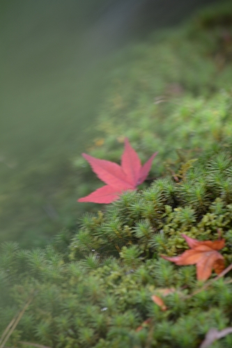 東福寺の紅葉_a0240403_13402848.jpg