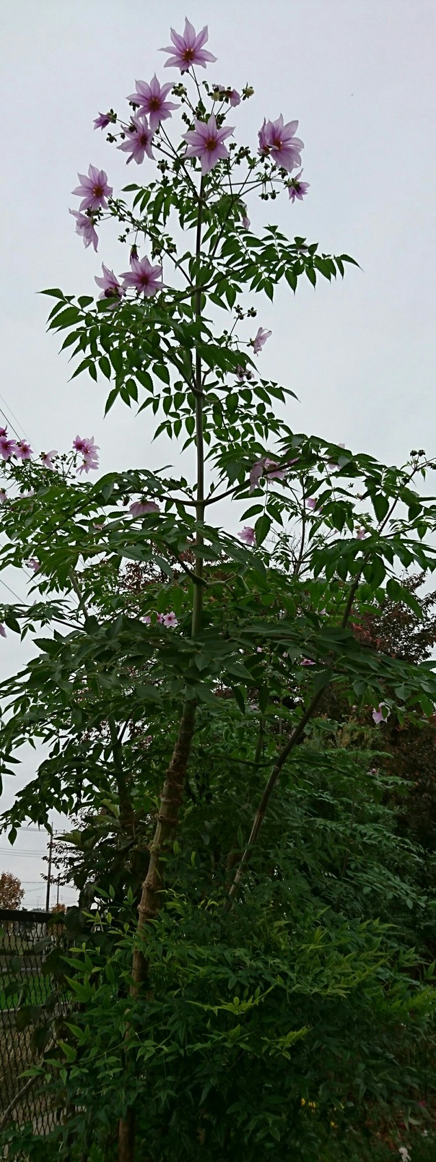 b0196913_20424772.jpg