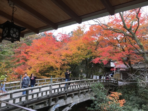 紅葉1番きれいです。_c0210517_1012933.jpg