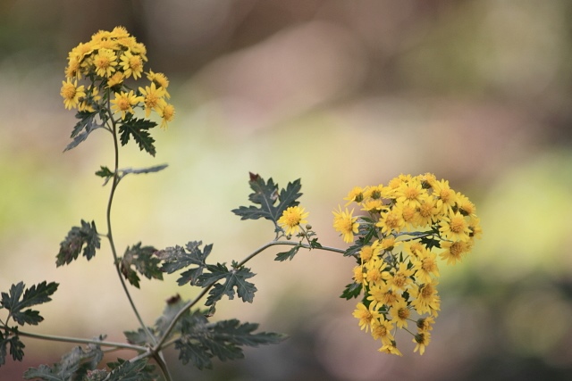 足元には秋の花_d0026817_16204458.jpg